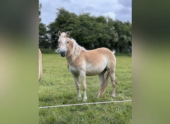 Haflinger, Stute, 2 Jahre, 150 cm, Fuchs
