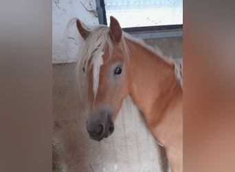 Haflinger, Stute, 2 Jahre, 150 cm