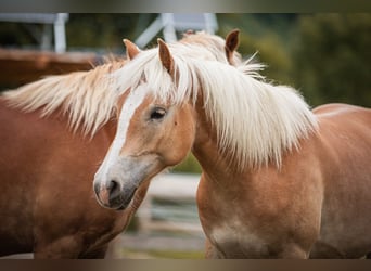 Haflinger, Stute, 2 Jahre, 151 cm, Fuchs