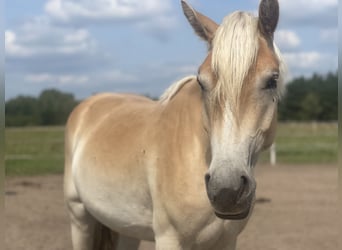 Haflinger, Stute, 2 Jahre, 155 cm