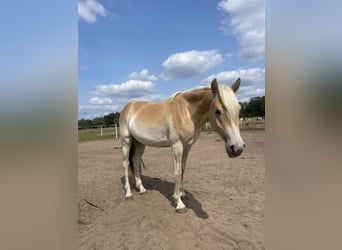 Haflinger, Stute, 2 Jahre, 155 cm