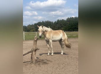 Haflinger, Stute, 2 Jahre, 155 cm