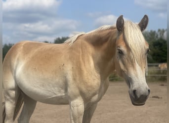 Haflinger, Stute, 2 Jahre, 155 cm