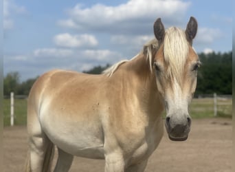 Haflinger, Stute, 2 Jahre, 155 cm