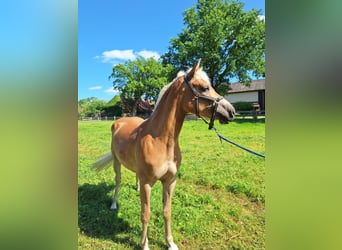 Haflinger, Stute, 2 Jahre, 155 cm, Fuchs