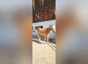 Haflinger, Stute, 2 Jahre