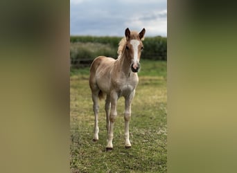 Haflinger, Stute, 2 Jahre, Fuchs