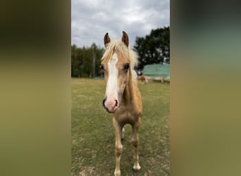 Haflinger, Stute, 2 Jahre, Fuchs