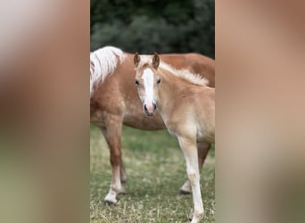 Haflinger, Stute, 2 Jahre, Fuchs