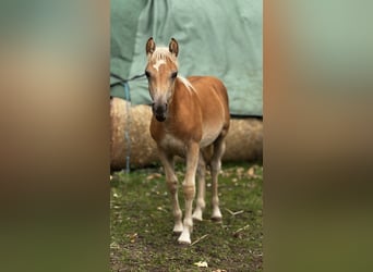 Haflinger, Stute, 2 Jahre, Fuchs