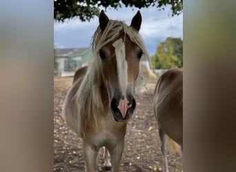 Haflinger, Stute, 2 Jahre, Fuchs