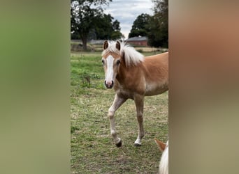 Haflinger, Stute, 2 Jahre, Fuchs