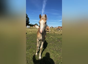 Haflinger, Stute, 2 Jahre, Fuchs