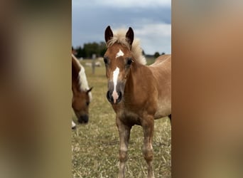 Haflinger, Stute, 2 Jahre, Fuchs