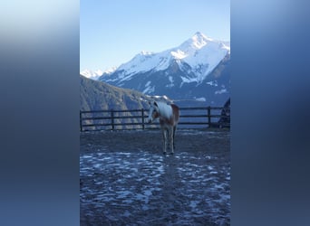 Haflinger, Stute, 2 Jahre, Fuchs