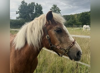 Haflinger, Stute, 34 Jahre, 135 cm, Dunkelfuchs