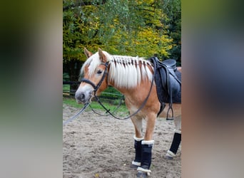 Haflinger, Stute, 3 Jahre, 142 cm, Fuchs