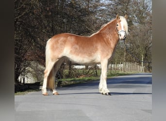 Haflinger, Stute, 3 Jahre, 142 cm, Fuchs