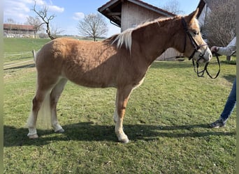 Haflinger, Stute, 3 Jahre, 143 cm