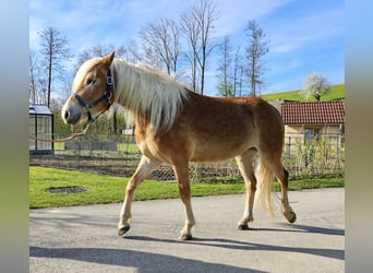 Haflinger, Stute, 3 Jahre, 143 cm, Fuchs