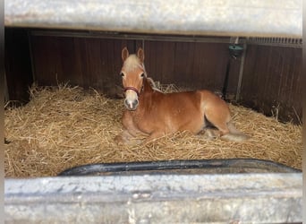 Haflinger Mix, Stute, 3 Jahre, 143 cm, Fuchs