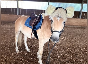 Haflinger, Stute, 3 Jahre, 145 cm
