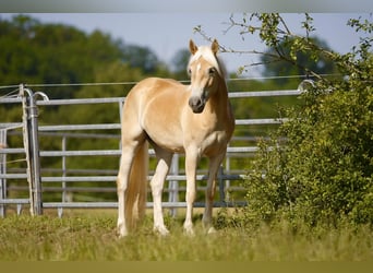 Haflinger, Stute, 3 Jahre, 145 cm, Fuchs