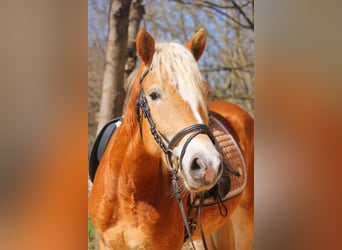 Haflinger, Stute, 3 Jahre, 146 cm, Fuchs