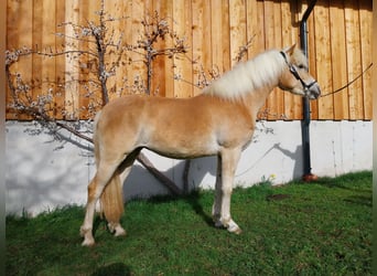 Haflinger, Stute, 3 Jahre, 146 cm, Fuchs