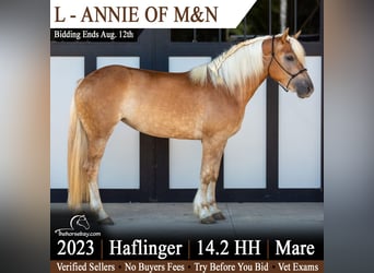 Haflinger, Stute, 3 Jahre, 147 cm, Dunkelfuchs