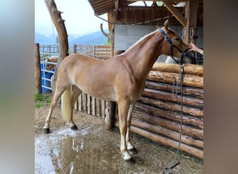 Haflinger, Stute, 3 Jahre, 147 cm, Fuchs