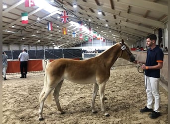 Haflinger, Stute, 3 Jahre, 147 cm, Fuchs