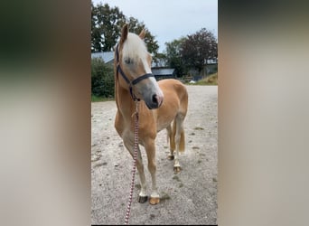 Haflinger, Stute, 3 Jahre, 147 cm