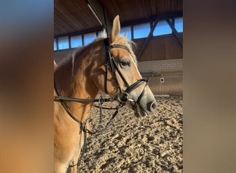 Haflinger, Stute, 3 Jahre, 148 cm