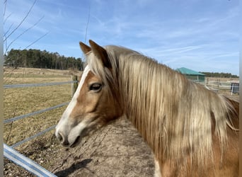 Haflinger, Stute, 3 Jahre, 148 cm