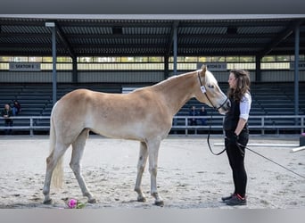Haflinger, Stute, 3 Jahre, 148 cm