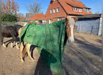 Haflinger, Stute, 3 Jahre, 148 cm, Fuchs