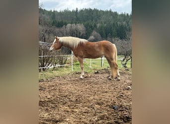 Haflinger, Stute, 3 Jahre, 148 cm, Fuchs