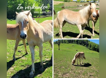 Haflinger, Stute, 3 Jahre, 148 cm, Fuchs