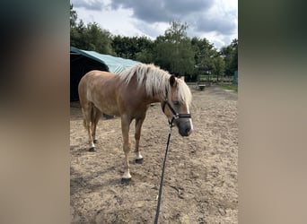 Haflinger, Stute, 3 Jahre, 148 cm, Fuchs