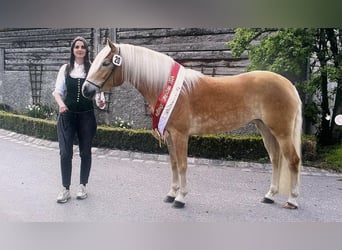 Haflinger, Stute, 3 Jahre, 148 cm, Fuchs