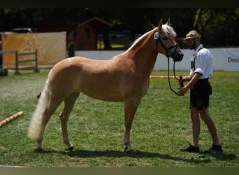 Haflinger, Stute, 3 Jahre, 149 cm, Fuchs