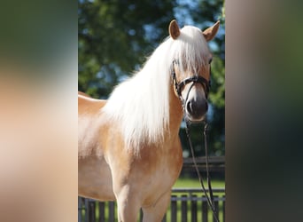 Haflinger, Stute, 3 Jahre, 149 cm, Fuchs