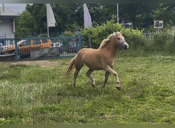 Haflinger, Stute, 3 Jahre, 149 cm, Fuchs