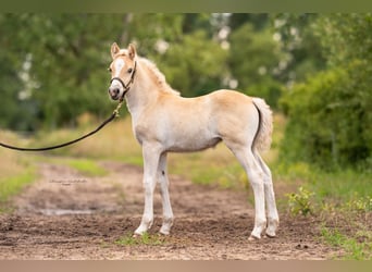 Haflinger, Stute, 3 Jahre, 149 cm