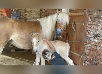 Haflinger, Stute, 3 Jahre, 149 cm