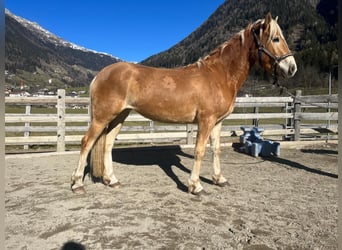 Haflinger, Stute, 3 Jahre, 150 cm
