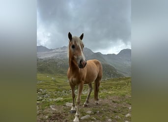 Haflinger, Stute, 3 Jahre, 150 cm