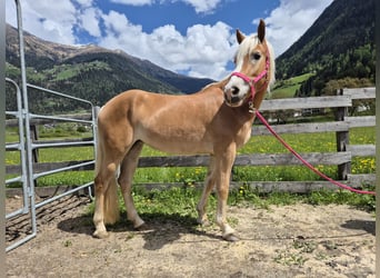 Haflinger, Stute, 3 Jahre, 150 cm