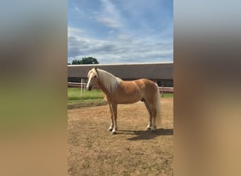 Haflinger, Stute, 3 Jahre, 150 cm
